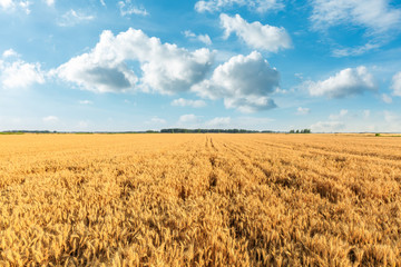 Yellow wheat field and blue sky