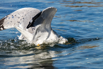 Obraz premium seagull in water