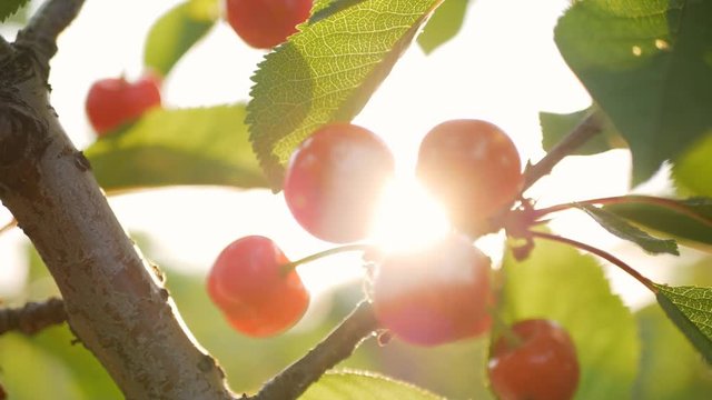 ripe cherry on a tree in the rays of the sun. Bright picture backlit fresh, organic ripe cherries on a cherry tree. Close-up