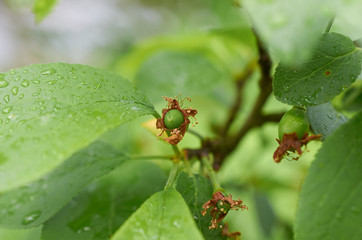 immature plum fruit grows on tree