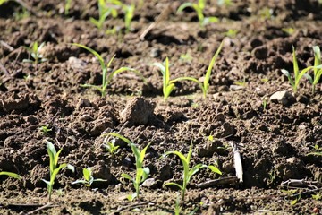 Fototapeta na wymiar seedlings in soil