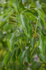 raindrops on leaves of a tree close-up