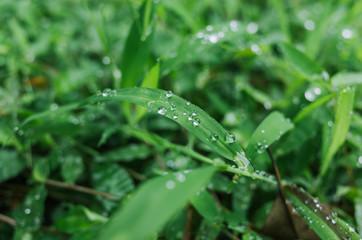 Fototapeta premium Water drops on green leaf. Close up. Dew after rain 
