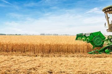 Combine harvester harvesting wheat on sunny summer day