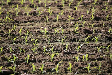 young plants in the field