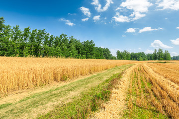 Field road and yellow wheat fields in autumn season