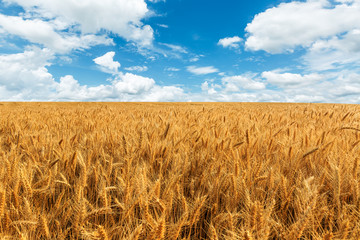 Yellow wheat field and blue sky