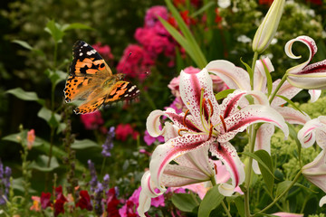 Schmetterling 497 © K.-U. Häßler