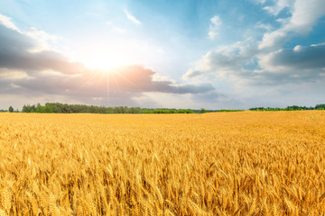 Naklejka premium Wheat crop field sunset landscape