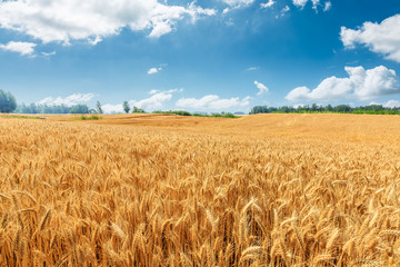 Yellow wheat field and blue sky - obrazy, fototapety, plakaty