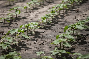 agriculture farm seeds. plant seedlings