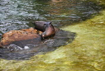 Seal in Berlin. Germany