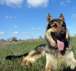 German Shepherd lying on the field