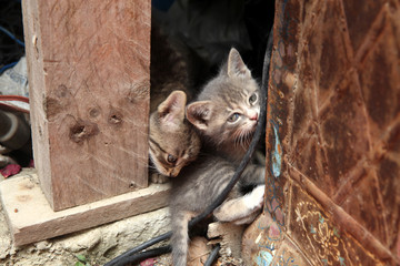 Cute little 10 weeks old kitten playing 