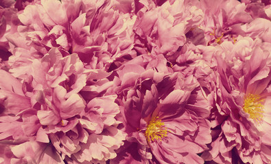 Pink Peonies Flowers Background stylized