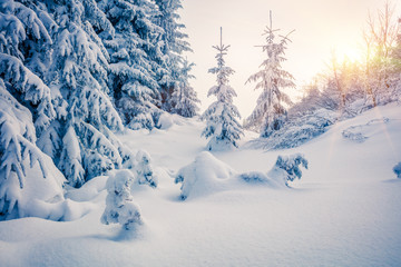 Exciting winter sunrise in the mountain forest with snow covered fir trees. Colorful outdoor scene,...
