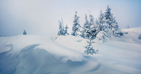 Bright winter panorama of mountain forest with snow covered fir trees. Misty outdoor scene, Happy...