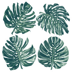 Vector tropical set with monstera leaves. Exotic elements for cosmetics, health care products, wedding or summer background, patterns, wallpapers, fabric, wrapping paper. Realistic style, hand drawn. © MPetrovska