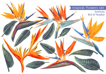 Vector tropical set of Strelitzia Reginae, tropical flowers and leaves. Vector, isolated on white. Realistic style, hand drawn. South African plant, called crane flower or bird of paradise.