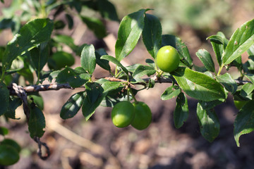 new fruits are not ripe on a branch close-up on the background of the garden