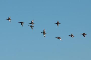 Obraz premium flock of Ferruginous duck (Aythya nyroca) flying to the left side