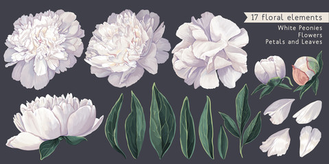 Set of floral elements with white peonies flowers and leaves. Hand drawn, vector botanical flora for decoration, wedding invitation, patterns, wallpapers, fabric, wrapping paper. Realistic style. © MPetrovska