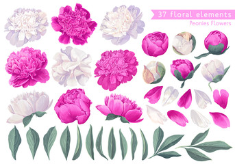 Set of floral elements with peonies flowers and leaves. Hand drawn, vector botanical flora for decoration, wedding invitation, patterns, wallpapers, fabric, wrapping paper. Realistic style. © MPetrovska