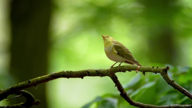 Wood warbler (Phylloscopus sibilatrix) singing in forest