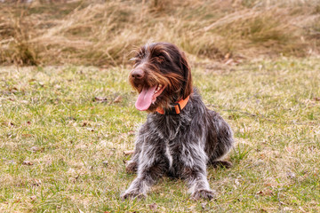 Side view on Bohemian wire czech pointer with white and brown skin and fur and tongue out and happy smile on animal face. Obedient puppy learn how react on signal from her owner