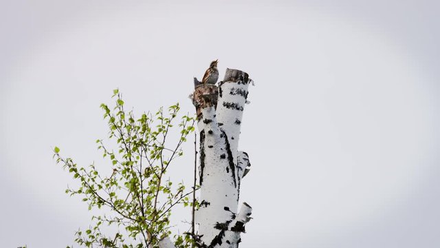 Trush sits on birch