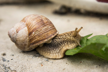 a garden snail crawls to a green leaf in the afternoon on a stone surface
