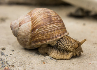garden snail in the afternoon on a stone surface