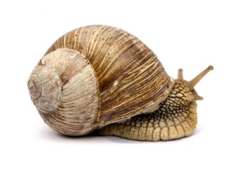 garden snail isolated on white background