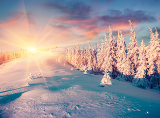 Unbelievable winter sunset in Carpathian mountains with snow covered fir trees. Colorful outdoor...