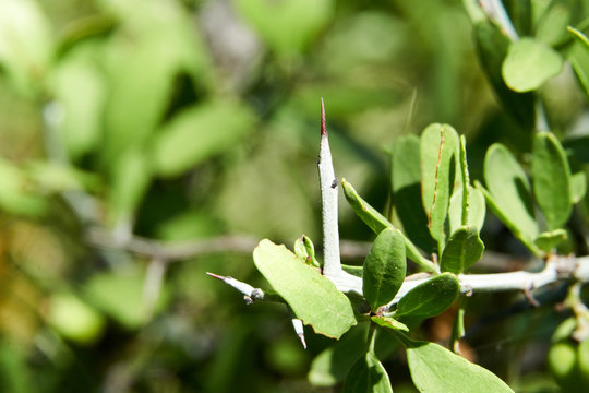 Closeup macro of Thorn on Lotebush, Lote-bush Condalia (Ziziphus obtusifolia) or also Warnock's Snakewood, or Mexican Crucillo. Texas Desert Flora