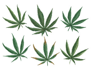 watercolor hemp leaves