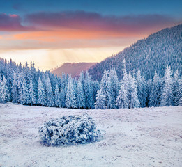Impressive winter morning in Carpathian mountains with snow covered fir trees. Colorful outdoor scene, Happy New Year celebration concept. Artistic style post processed photo.