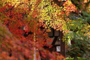 お寺境内の紅葉の風景