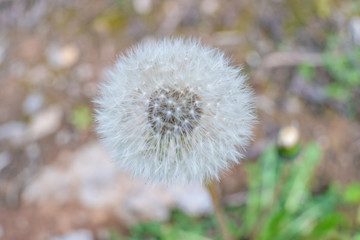 Beautiful white dandelion with seeds on green background close up