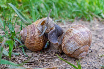 The Roman snail, also called Burgundy snail, edible snail or escargot, European species of a large, edible, air-breathing land snail captured during mating.