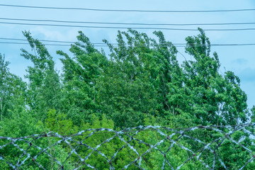 steel barbed wire against a blue sky and green tree branches