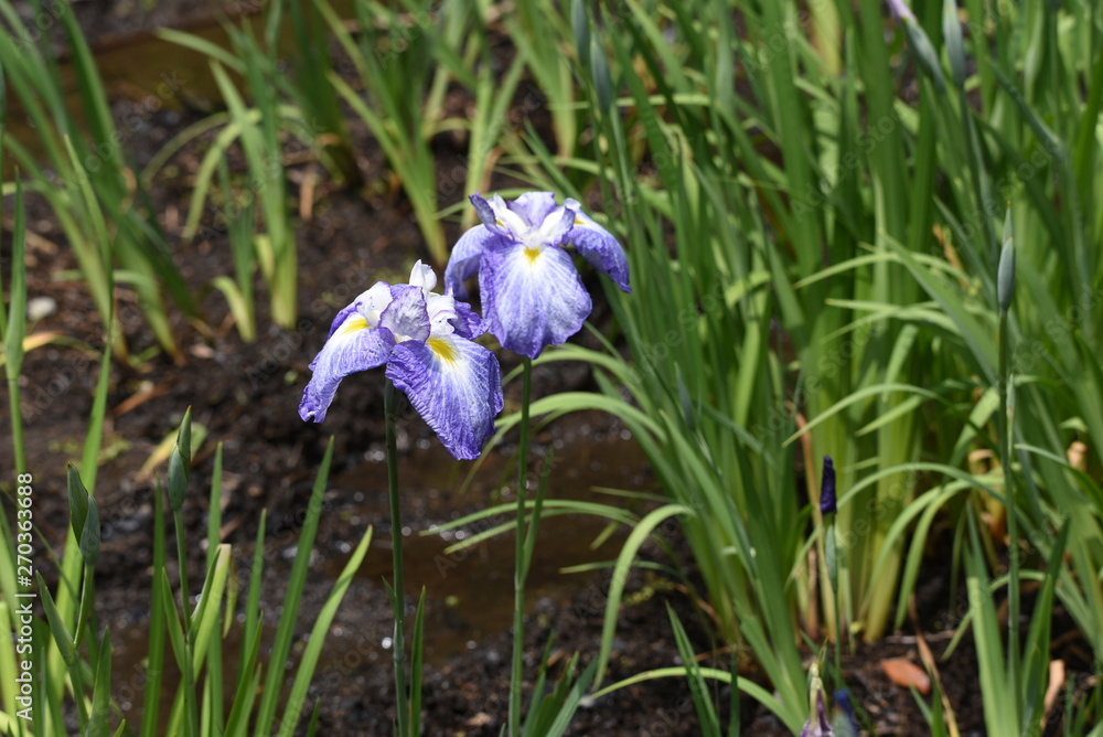 Poster japanese iris is blooming in the iris garden.