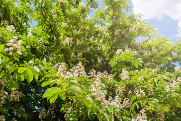 Fototapeta premium Flowering chestnut tree in the Park in spring