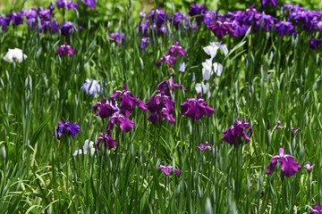 Japanese iris is blooming in the iris garden.