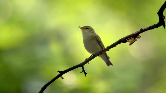 Wood warbler (Phylloscopus sibilatrix) singing in forest