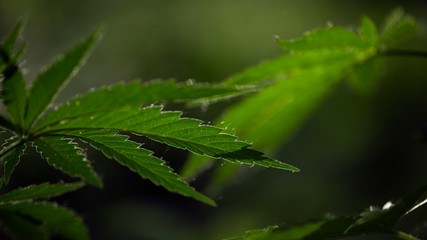 A green, large sheet of cannabis.Forest Glade.The backlit, evening light hemp leaves.Openwork sheet of hemp. A branch of hemp in the sun. Medicinal herb of the southern region.