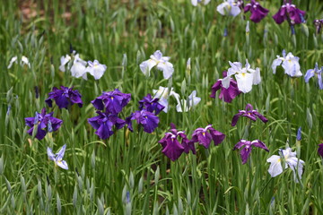 Obraz na płótnie Canvas Japanese iris is blooming in the iris garden.