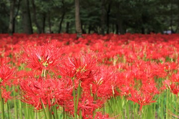 巾着田の曼殊沙華