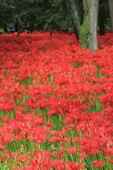 巾着田の曼殊沙華