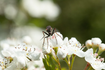 Assasin fly on blossom